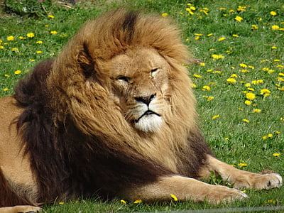 Lion, Parc animalier d’Yorkshire, paressant je suis le soleil, blessures de guerre