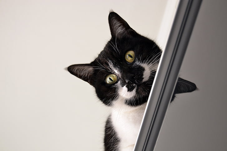 kucing, hitam putih, kucing atas perabot, Indoor, hewan peliharaan, kucing domestik, satu binatang