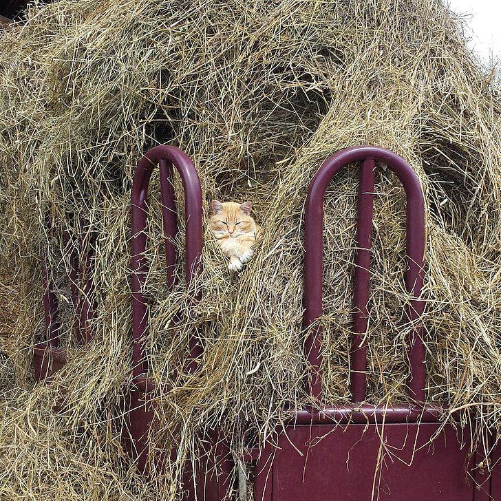 cat, hay, farm, cute, pet, animal, domestic