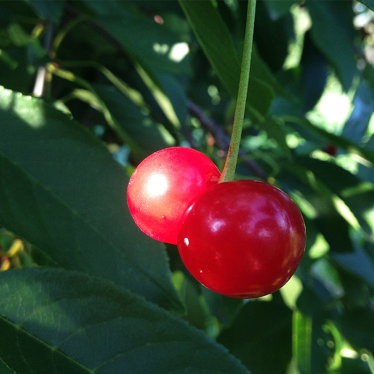 Cherry, musim panas, Berry, lezat, cabang, Makanan, closeup