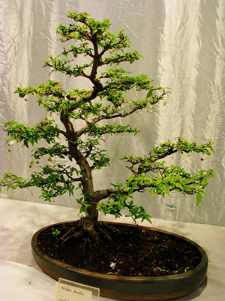 planta, petit, planta en test, arbre, Test, natura, l'arbre Bonsai
