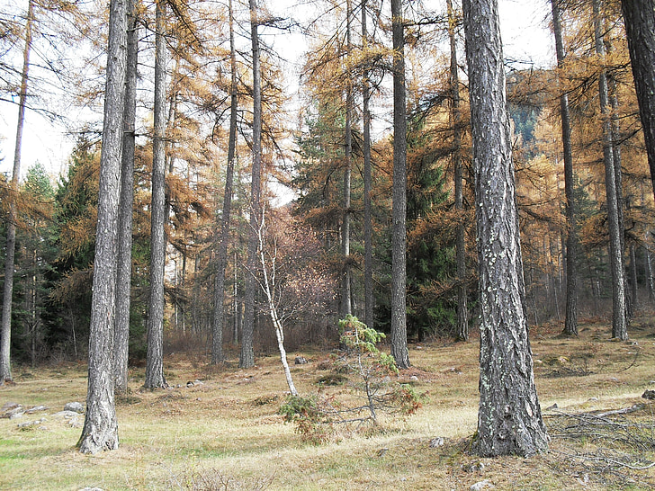 wood, forest, fall, tree, natural, outdoor, plant