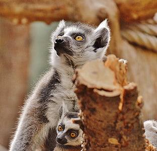 APE, Lemur, djurvärlden, Zoo, Mama, unga djur, säkerhet