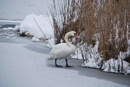 swan, lake, winter, walking, ice, snow, water