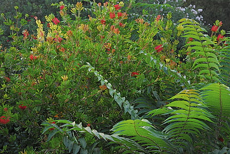planta, verd, natura, Falguera, fulles, flora, baladre