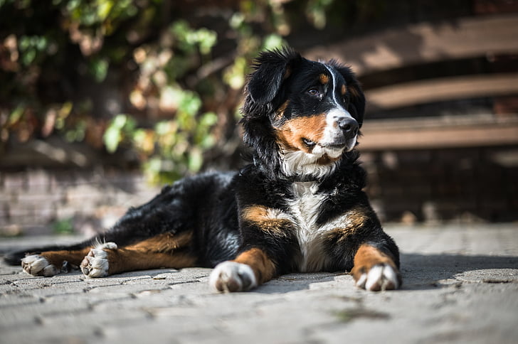 animal, cão bebê, Bernese mountain dog, canino, bonito, cão, doméstica