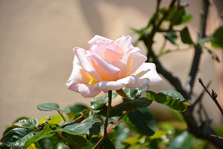 gėlė, rožinė, balta rožė, Rožiniai spuogai, sodas, Rosebush, šviesiai rožinė