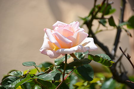 blomst, rosa, hvite Roses, rosacea, hage, Rosebush, blek rosa