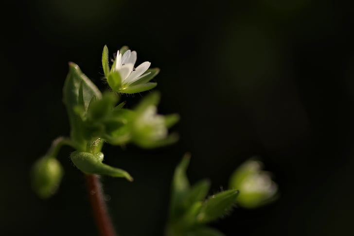 warzucha, цветок, Весна, крошечные, кузнечик, Белый, лепестки