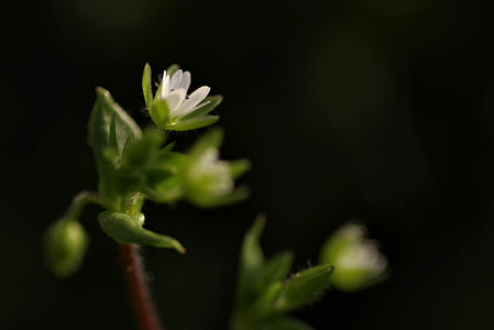 warzucha, Blume, Frühling, winzige, Heuschrecke, weiß, die Blütenblätter