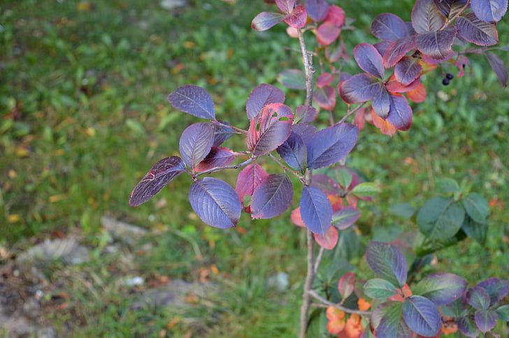 Cotoneaster, hojas, planta de jardín, otoño, Bush, arbusto, planta ornamental