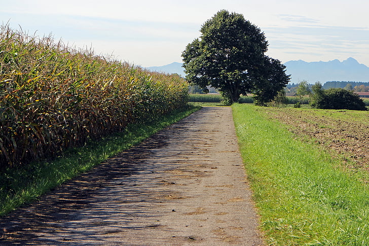 Lane, campo di mais, distanza, albero, individualmente, strada sterrata, campo