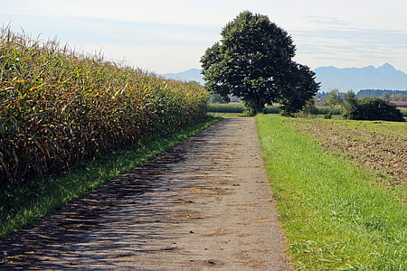 Lane, campo de maíz, distancia, árbol, individualmente, pista de tierra, campo