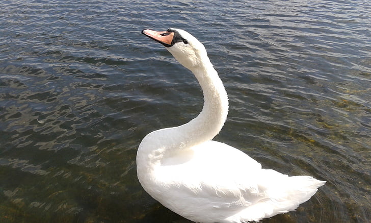 Swan, vodné vtáctvo, vták, vody, voľne žijúcich živočíchov, Príroda