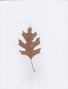 red oak, blad, eik, natuur, boom, bruin, dood