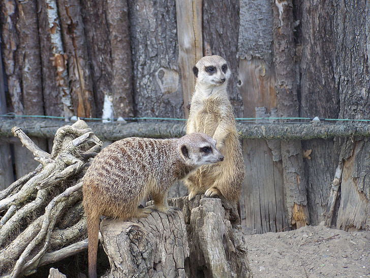 Meerkat, jardim zoológico