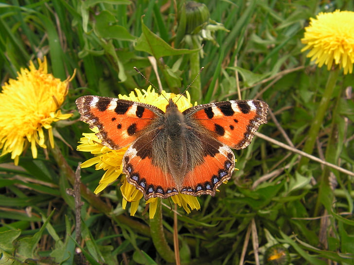 Schmetterling, Löwenzahn, Blume, m
