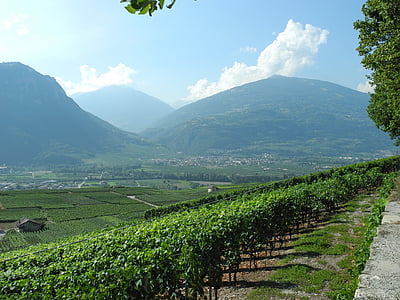 landscape, vineyards, nature, summer, winegrowing