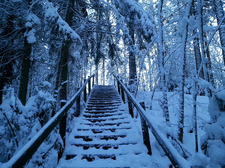 snow, forest, path, stairs, silence