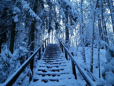sneeuw, bos, pad, trap, stilte