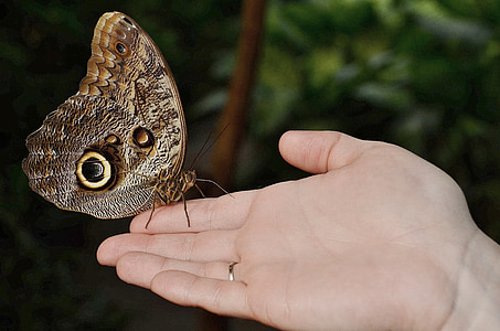 calipo eruriloctuin, Morpho peleides, chi nhánh, chân tay, Ramus, bướm, động vật