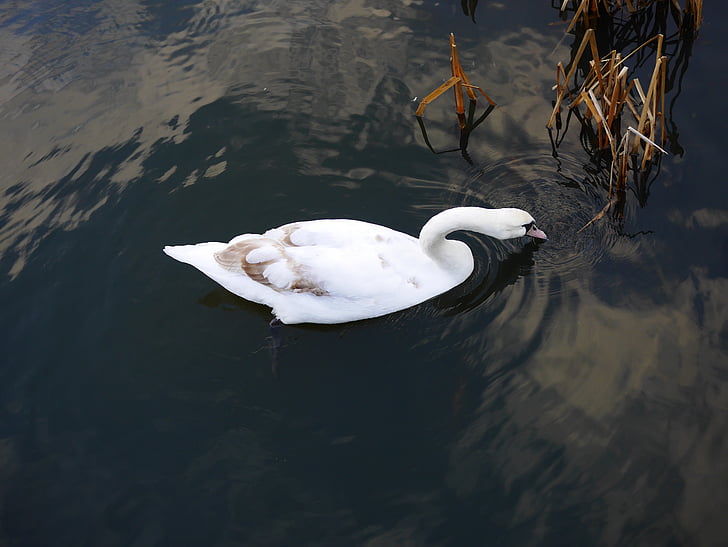 Swan, rybník, vták, zviera, biela, Príroda, jazero