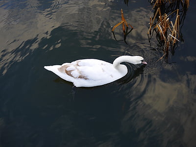 swan, pond, bird, animal, white, nature, lake