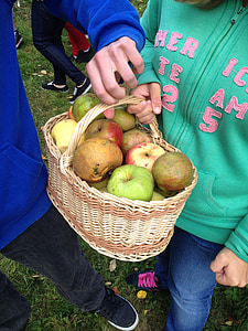obuoliai, kolekcija, krepšys, derliaus, vaisių