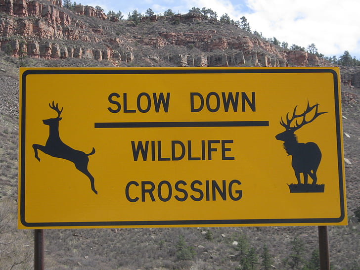 wildlife, sign, road, animal, icon, symbol, outdoor