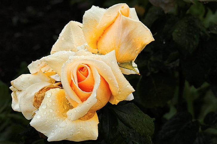 Троянда, жовтий підннявся, цвітіння троянди, краплі води, ретро, закрити, цвітіння