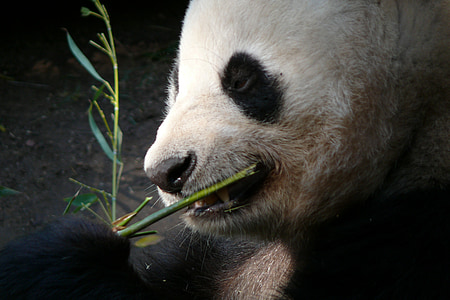 Zoo, San diego, Tiere, Panda, Säugetiere, Säugetier, der Bär