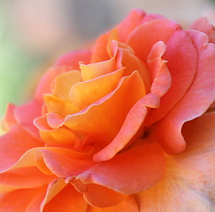 naik, Pink rose, bunga, alam, kelopak bunga, romantis, musim semi