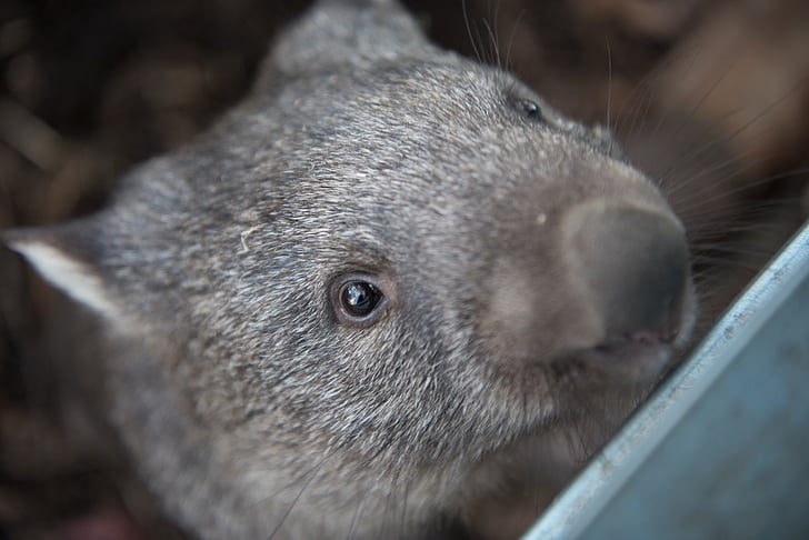 Wombats, Tasmania, pungdyr, herbivore, Australia, pattedyr, dyreliv