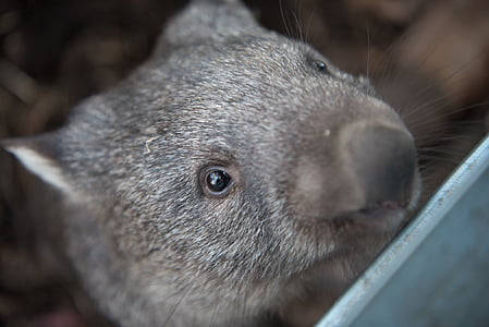 wombaty, Tasmania, torbacze, roślinożerne, Australia, ssak, dzikich zwierząt