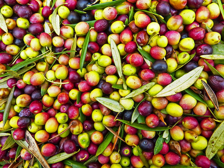olives, Olivas, Arbequina, collita, aliments, fruita, frescor