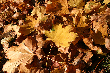 Park, skov, efterår, træ, løv, oktober, natur