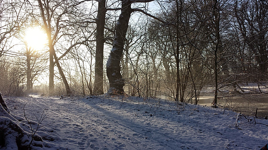 Inverno, sol, paisagem, árvores