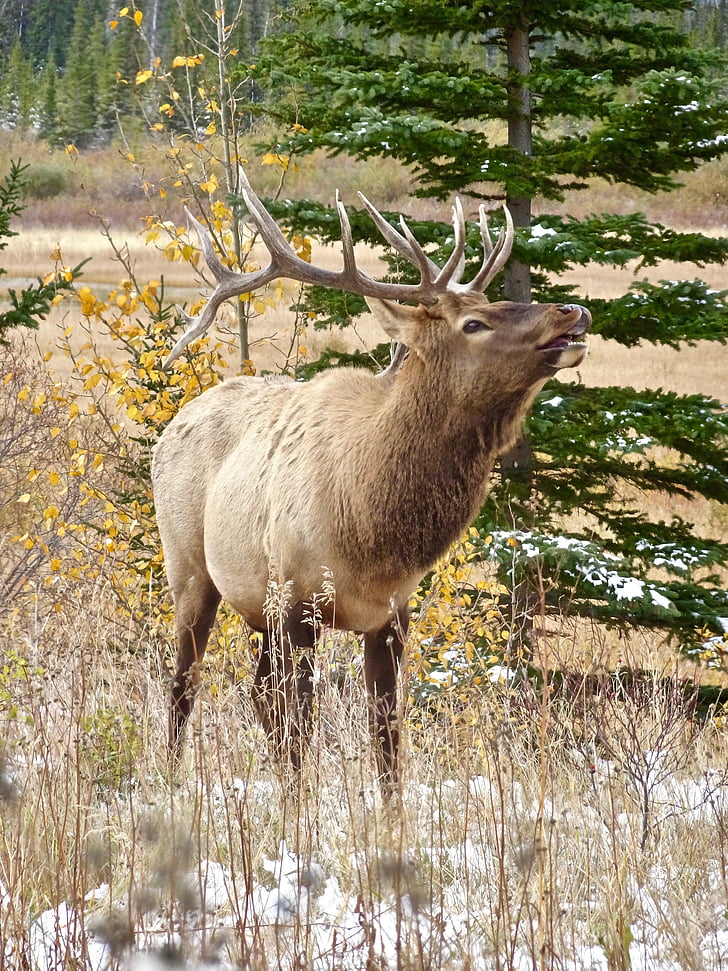 jelen, Elk, kliče, prosto živeče živali, rogovja, moški, divje