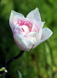 Tulip, pétalos de, flor, jardín, floración, rosa