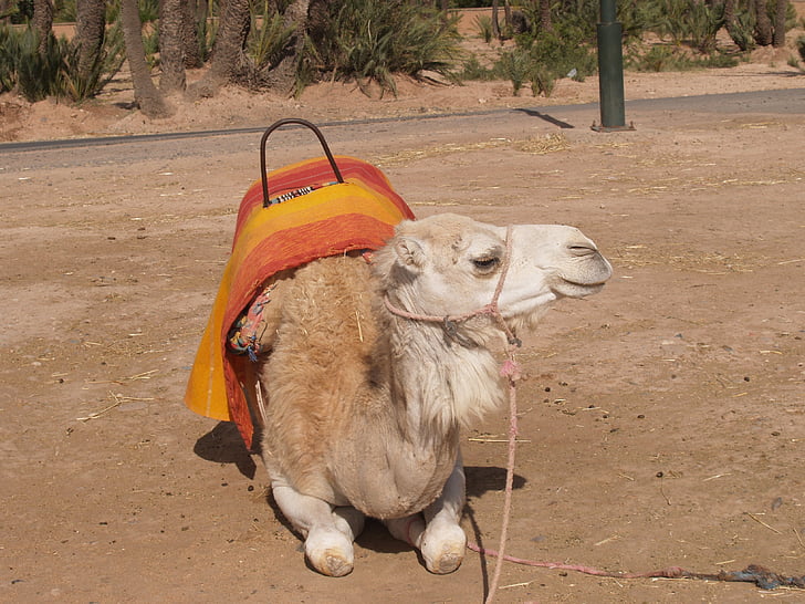 καμήλα, Μαρόκο, ζώα