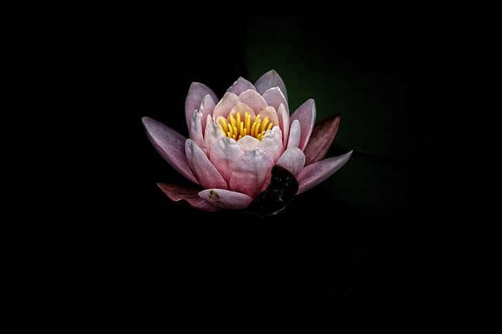 selektiv, fokus, fotografering, Rosa, Lotus, blomma, Flora