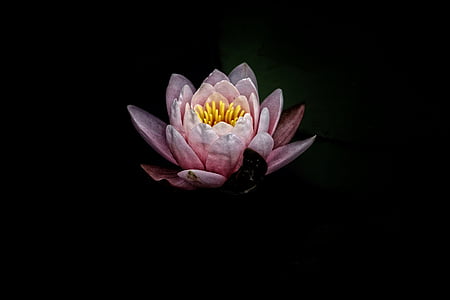 selectiva, enfocament, fotografia, Rosa, Lotus, flor, flora