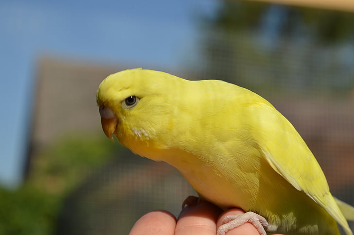 budgie, hand, tame, bird, animal, parrot, yellow