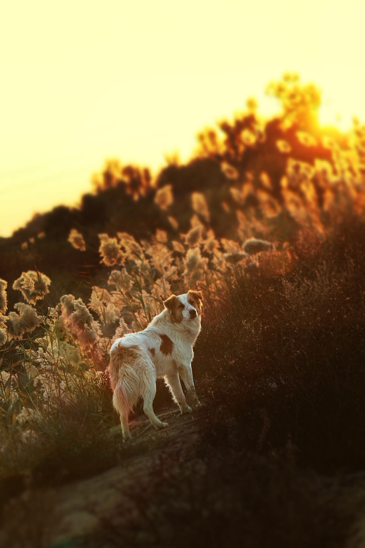 hunden, solnedgang, oransje, solen, innenlandske, Shepherd, landskapet