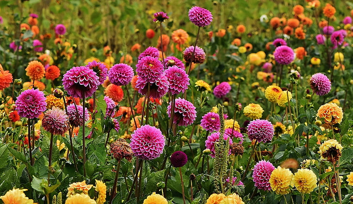 ντάλιες, το φθινόπωρο, Asteraceae, λουλούδι στον κήπο, διακοσμητικά λουλούδια, Ντάλια Κήπος, Ντάλια