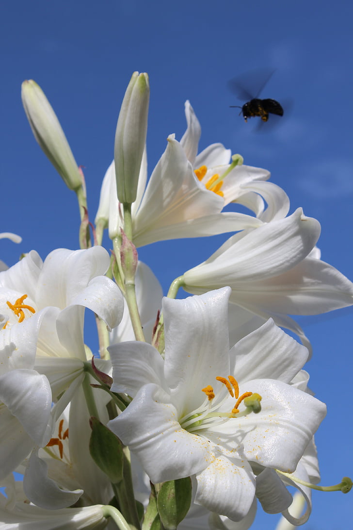 lily, hummel, flowers, sky, insect, flower, garden