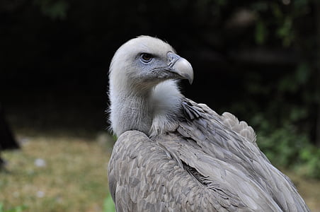 vulture, griffon vulture, raptor, bird, animal, wildlife, nature