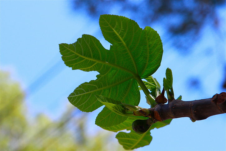 fig leaf, tree, fruits, fig, nature, leaf, branch