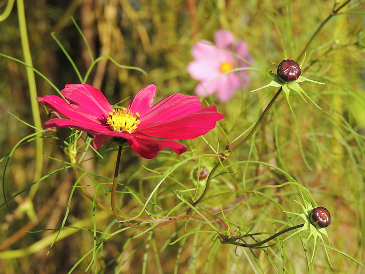 flor, vermell, flor, flor, macro, natura