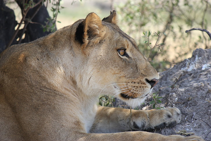 Leona, África, Safari, León, gato montés, Parque Nacional, depredador